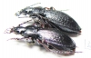 Carabus (Morphocarabus) odoratus putoranicus?, pair  N.Russia, Taimyr - INSECTS-STORE.RU