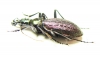 Carabus (Acoptolabrus) gehinii  Japan - INSECTS-STORE.RU