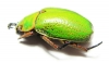 Chrysina spectabilis  Honduras - INSECTS-STORE.RU