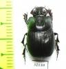 Copris sp.  South Africa Rep. - INSECTS-STORE.RU