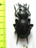 Callisthenes karagaicus  Kirgizstan - INSECTS-STORE.RU