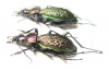 Carabus (Ainocarabus) avinovi, pair  Russia, Sakhalin isl. - INSECTS-STORE.RU