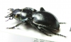Callisthenes karagaicus  Kirgizstan - INSECTS-STORE.RU