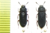 Toxicum sp., pair  Indonesia, Papua - INSECTS-STORE.RU