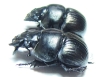 Lethrus kozhantchikovi, pair  Tajikistan - INSECTS-STORE.RU