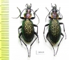 Carabus (Ainocarabus) avinovi, pair  Russia, Sakhalin isl. - INSECTS-STORE.RU
