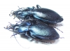 Carabus (Oxycarabus) saphyrinus pseudopirithous, pair  Turkey - INSECTS-STORE.RU