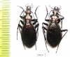 Carabus (Platycarabus) depressus bonelli  Italy - INSECTS-STORE.RU