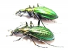 Carabus (Acoptolabrus) gehinii, pair  Japan - INSECTS-STORE.RU