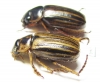 Rutelinae sp., pair  Panama - INSECTS-STORE.RU