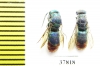 Chrysididae sp.  Russia, Tver reg. - INSECTS-STORE.RU
