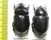 Papuana sp., pair  Solomon isls. - INSECTS-STORE.RU