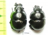 Lethrus kozhantchikovi, pair  Tajikistan - INSECTS-STORE.RU