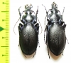 Carabus (Oxycarabus) saphyrinus pseudosaphyrinus, pair  Turkey - INSECTS-STORE.RU