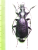 Carabus (Neoplectes) ibericus  Georgia - INSECTS-STORE.RU