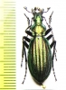 Carabus (Acoptolabrus) gehinii aereicollis  Japan - INSECTS-STORE.RU