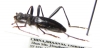 Cerambycidae sp.  China, Shaanxi prov. - INSECTS-STORE.RU
