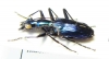 Carabidae sp.  Indonesia, Sumatra - INSECTS-STORE.RU