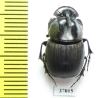 Copris sp.  South Africa Rep. - INSECTS-STORE.RU