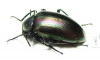 Tenebrionidae sp.  Australia - INSECTS-STORE.RU