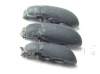 Cryphaeus sp., pair  Indonesia, Kalimantan - INSECTS-STORE.RU
