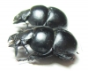 Lethrus kozhantchikovi, pair  Tajikistan - INSECTS-STORE.RU