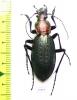 Carabus (Coptolabrus) jankowskii, male  Russia, Far East - INSECTS-STORE.RU