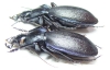 Carabus (Oxycarabus) saphyrinus pseudosaphyrinus, pair  Turkey - INSECTS-STORE.RU