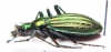 Carabus (Acoptolabrus) gehinii aereicollis  Japan - INSECTS-STORE.RU
