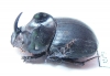 Copris sp.  South Africa Rep. - INSECTS-STORE.RU