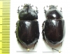 Papuana sp., pair  Solomon isls. - INSECTS-STORE.RU