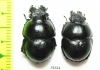 Lethrus kozhantchikovi, pair  Tajikistan - INSECTS-STORE.RU