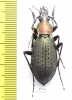 Carabus (Coptolabrus) jankowskii, male  Russia, Far East - INSECTS-STORE.RU