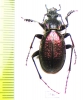 Carabus (Neoplectes) mellyi  Georgia - INSECTS-STORE.RU