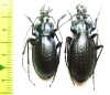 Carabus (Oxycarabus) saphyrinus rabaronianus, pair  Turkey - INSECTS-STORE.RU
