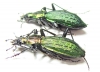 Carabus (Megodontus) kolbei hidakamontanus, pair  Japan - INSECTS-STORE.RU