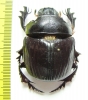 Heliocopris antenor  Togo - INSECTS-STORE.RU