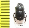 Copris sp.  South Africa Rep. - INSECTS-STORE.RU