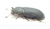 Cryphaeus sp.  Malaysia - INSECTS-STORE.RU