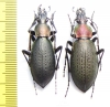 Carabus (Coptolabrus) jankowskii, pair  Russia, Far East - INSECTS-STORE.RU