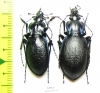 Carabus (Oxycarabus) saphyrinus yenicensis, pair  Turkey - INSECTS-STORE.RU