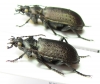Calosoma imbricatum hottentotum, pair  South Africa Rep. - INSECTS-STORE.RU