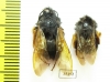 Bombus sp.  China, Yunnan prov. - INSECTS-STORE.RU