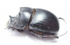 Catharsius sp.  Zambia - INSECTS-STORE.RU