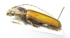 Diploschema rotundicolle  Brasilia - INSECTS-STORE.RU