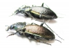 Carabus (Morphocarabus) hummeli nevelskii, pair  Russia, Sakhalin isl. - INSECTS-STORE.RU