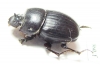 Copris sp.  South Africa Rep. - INSECTS-STORE.RU