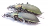 Carabus (Coptolabrus) jankowskii, pair  Russia, Far East - INSECTS-STORE.RU