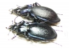 Carabus (Oxycarabus) saphyrinus yenicensis, pair  Turkey - INSECTS-STORE.RU