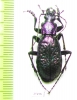 Carabus (Neoplectes) schaudoirianus  Georgia - INSECTS-STORE.RU